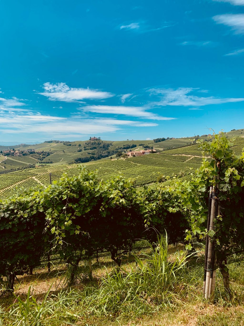 Panoramic view of Langhe vineyards under a bright blue sky, with perfectly aligned vine rows stretching across rolling hills and historic estates in the distance.